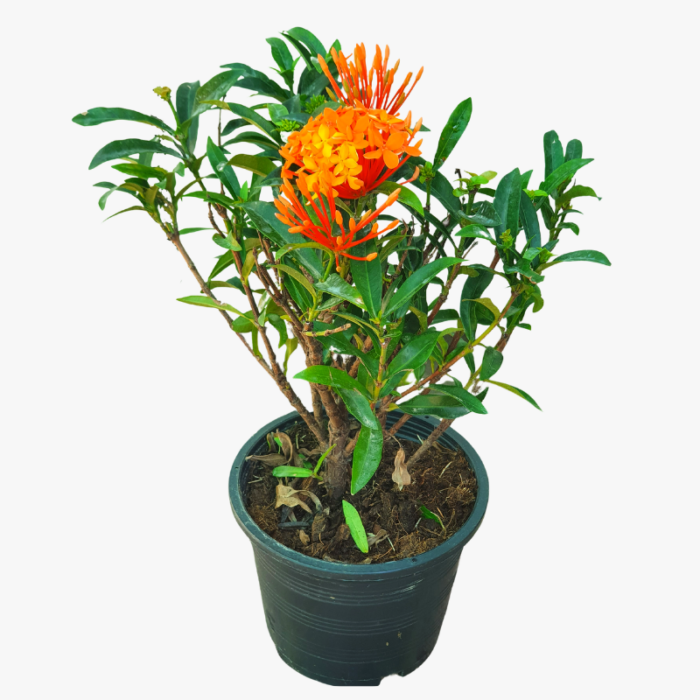 Ixora Coccinea