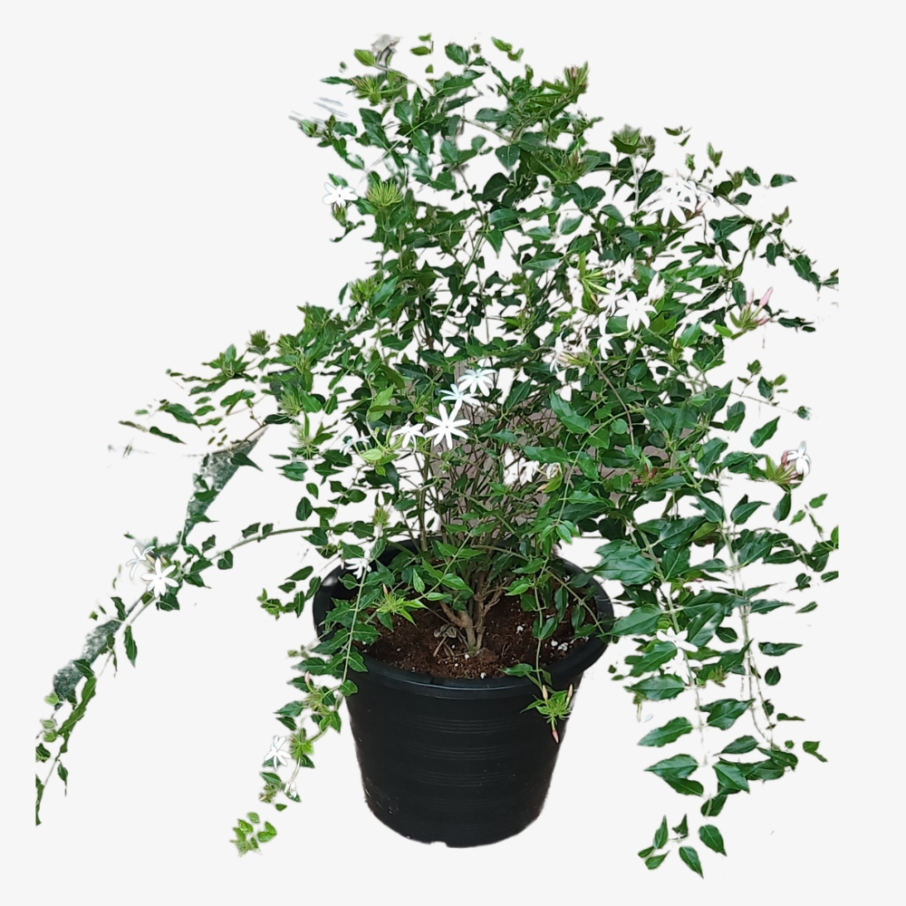 Jasminum Nitidum Plant