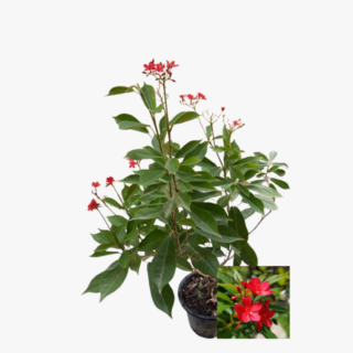 Jatropha Pandurifolia