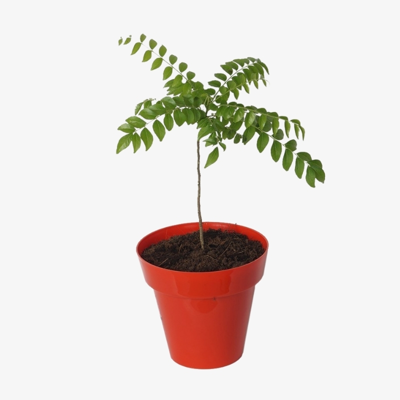 Karri Patta | Kadipatta | Curry tree | Curry Leaf | Karivepalla ...
