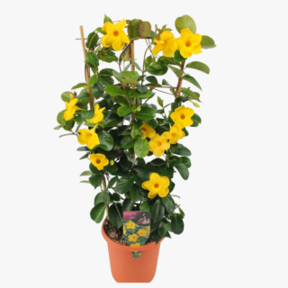 Mandivella Splendens yellow