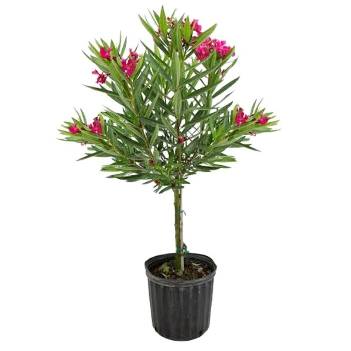 Nerium oleander