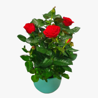 Red Rose Plants in UAE