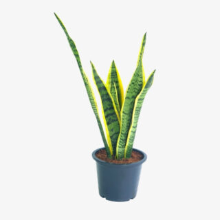 Sansevieria Trifasciata