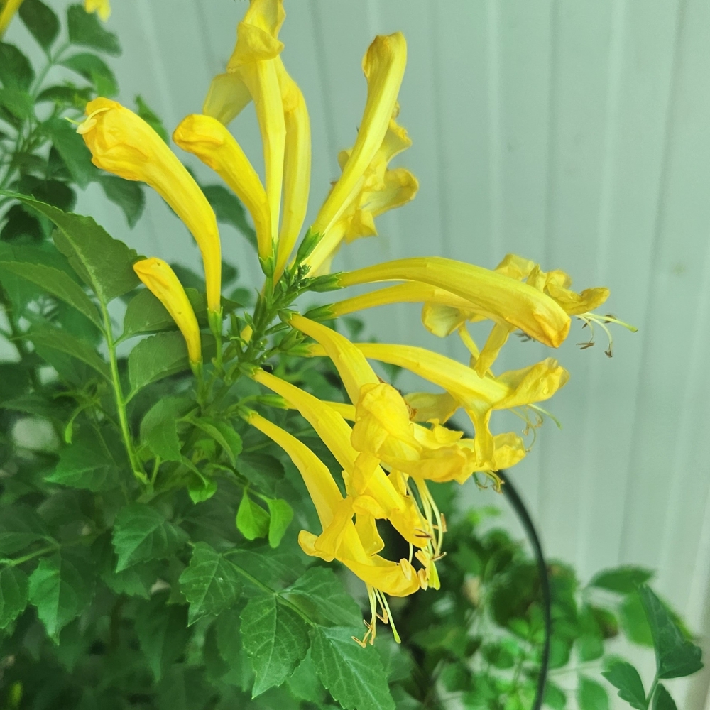 Tecoma Stans Flowers