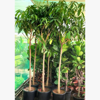 Mango Tree Plant