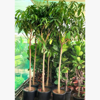 Mango Tree