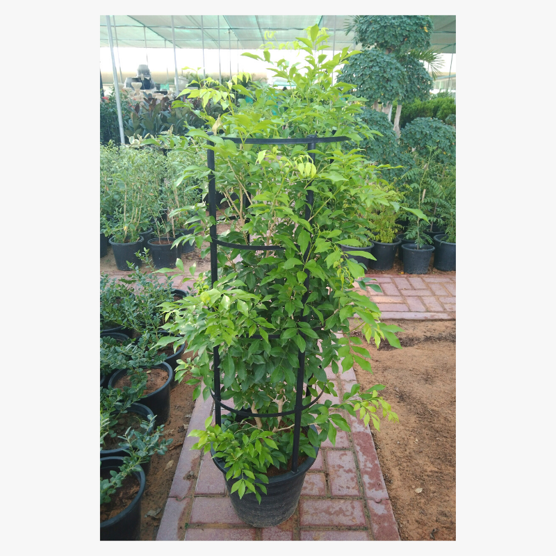 Murraya Paniculata Hala Plants Uae S Biggest Plants Retailer