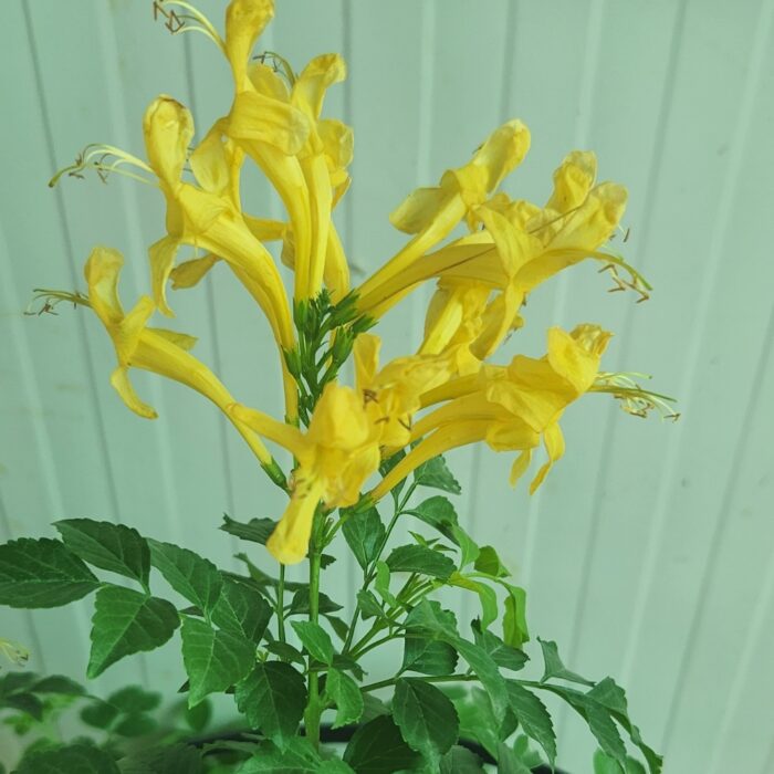 Yellow Elder Flowers