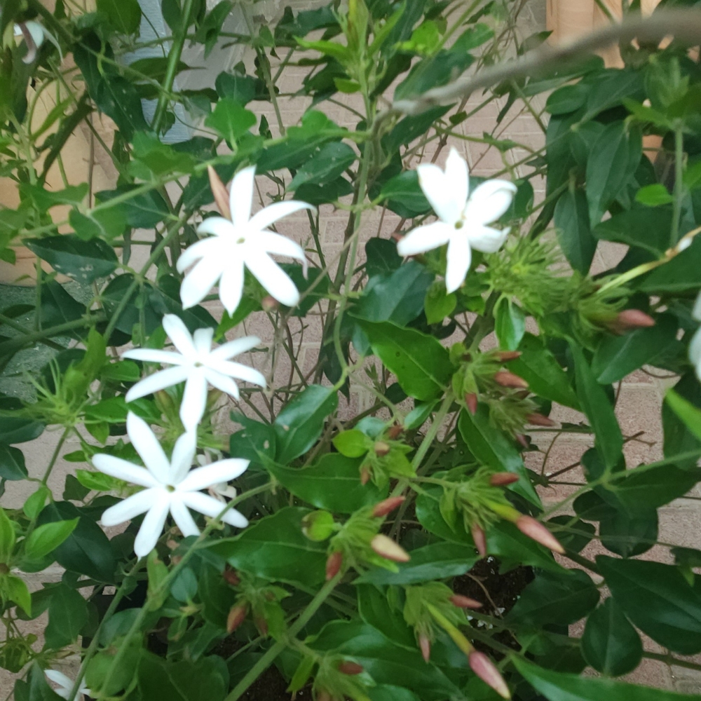 shining jasmine flowers