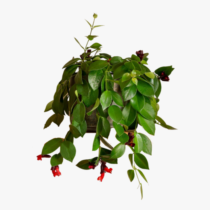 Aeschynanthus Mona Lisa Lipstick Plant