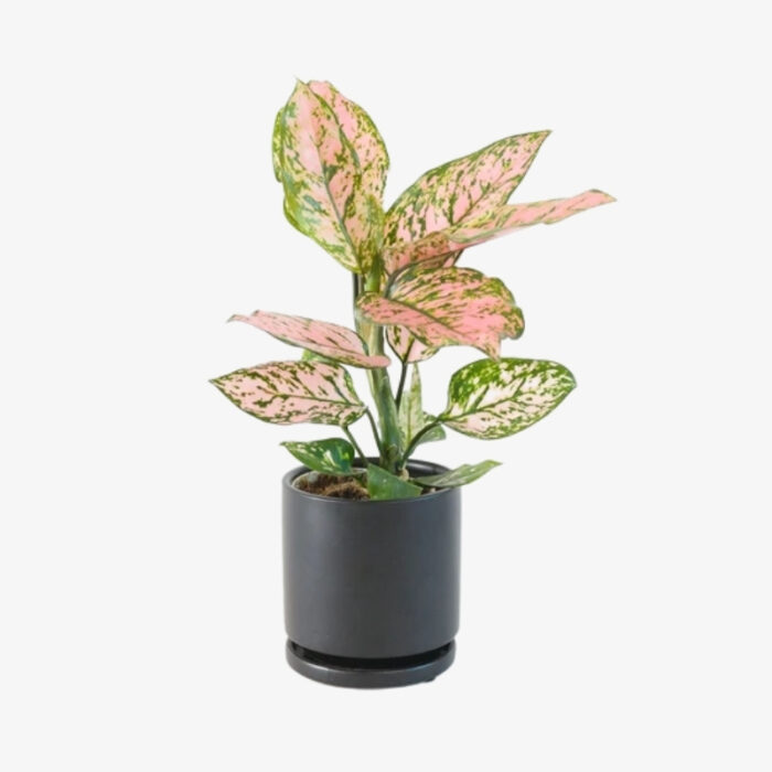 Aglaonema ruby