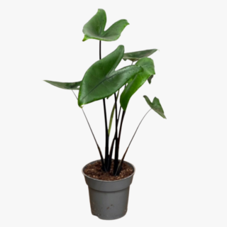 Alocasia Black Zebrina