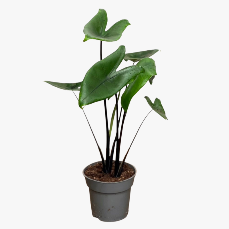 Alocasia Black Zebrina Indoor Plant Halaplants.ae