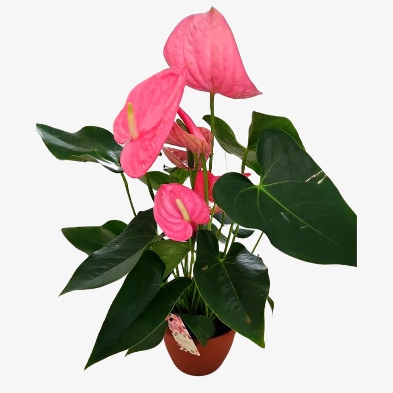 Anthurium Pink Flamingo Flower