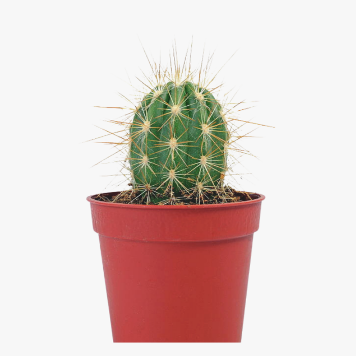 Cactus Mini