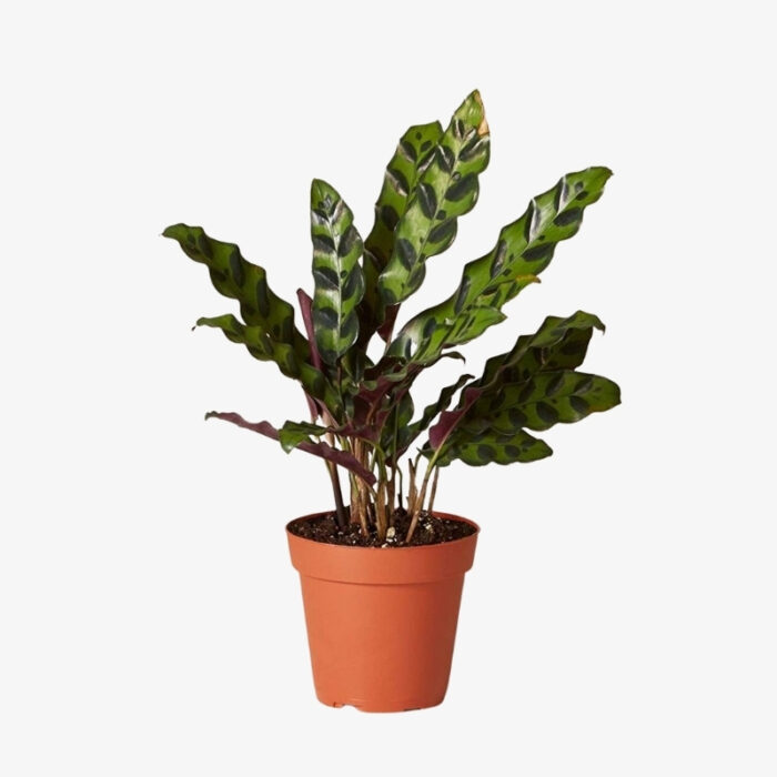 Calathea Lancifolia