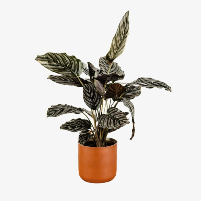 Calathea Sanderiana