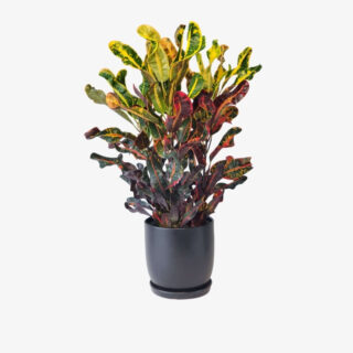 Codiaeum Variegatum Mammy 32L