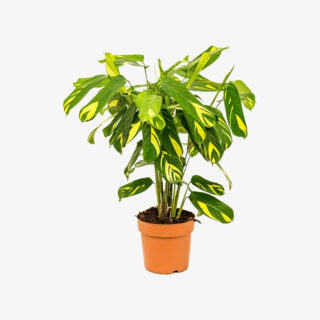 Ctenanthe lubbersiana 19L