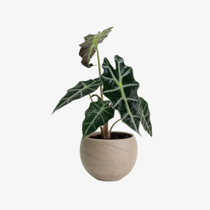 alocasia polly