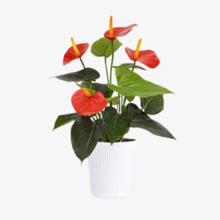 anthurium red