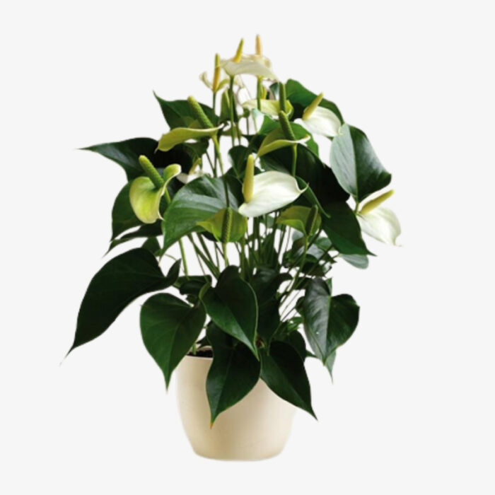 anthurium white