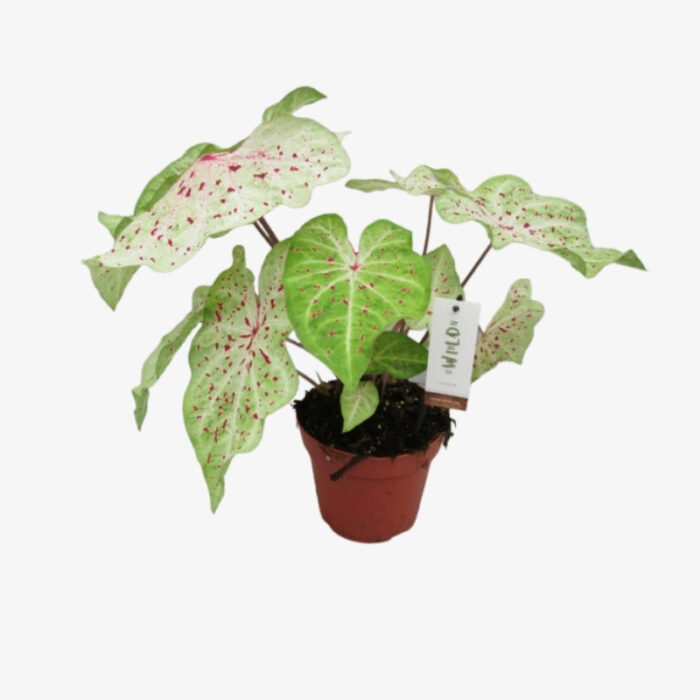 caladium gemengd