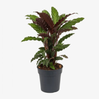 calathea wavestar