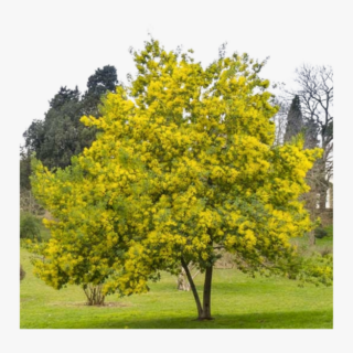 Acacia Farnesiana Needle Bush Plant