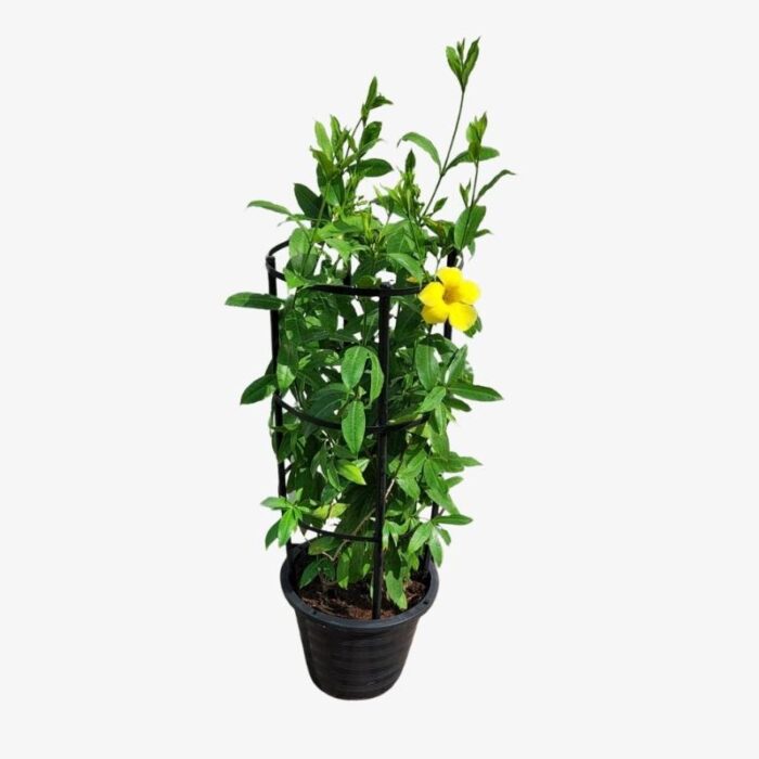 Allamanda-Cathertica-Plant