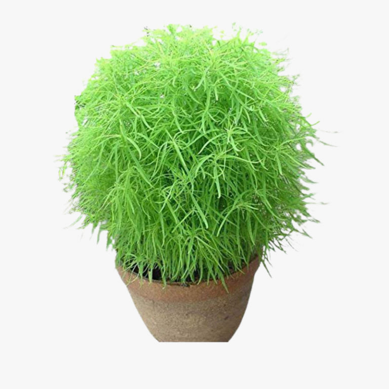 Bassia scoparia Summer Cypress Kochia Scoparia Hala Plants UAE