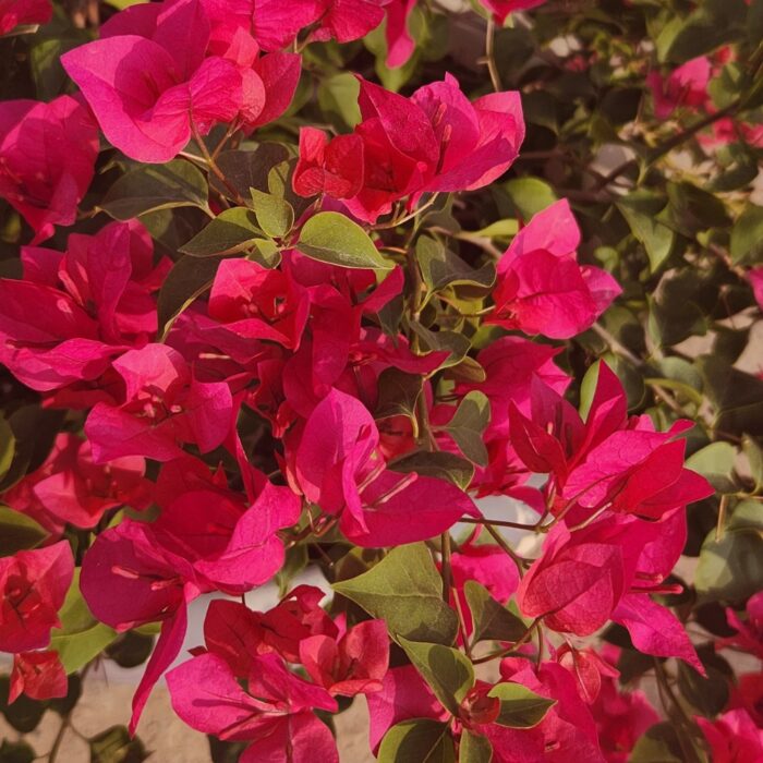 Bougainvillea Nana Red in full bloom