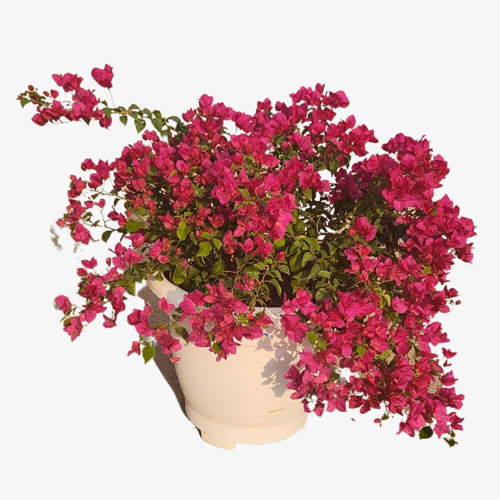 Bougainvillea Nana Red Plant