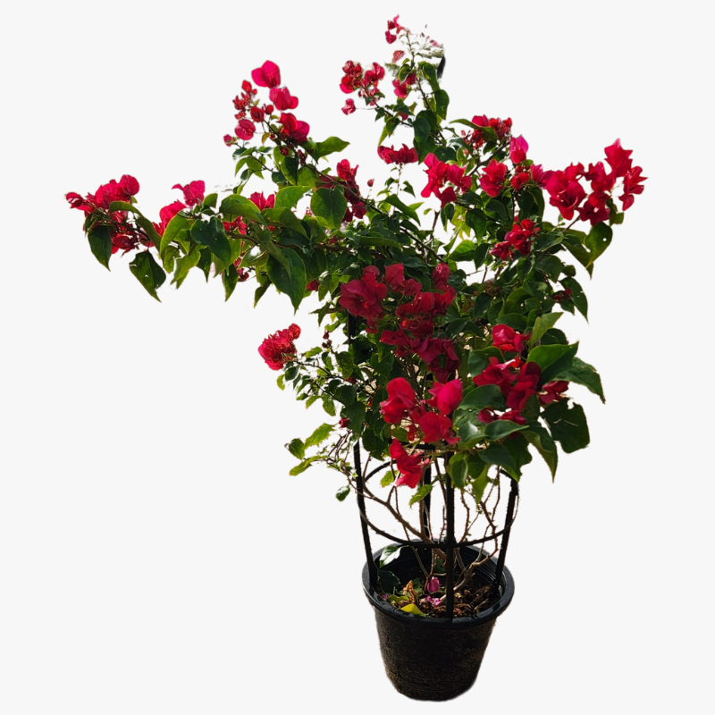 Bougainvillea Nana Red