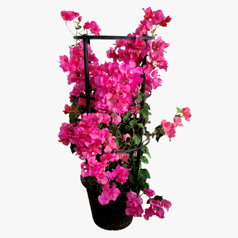 Bougainvillea Pink Pixie1