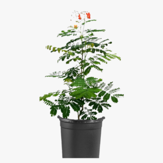 Caesalpinia Pulcherrima Plant