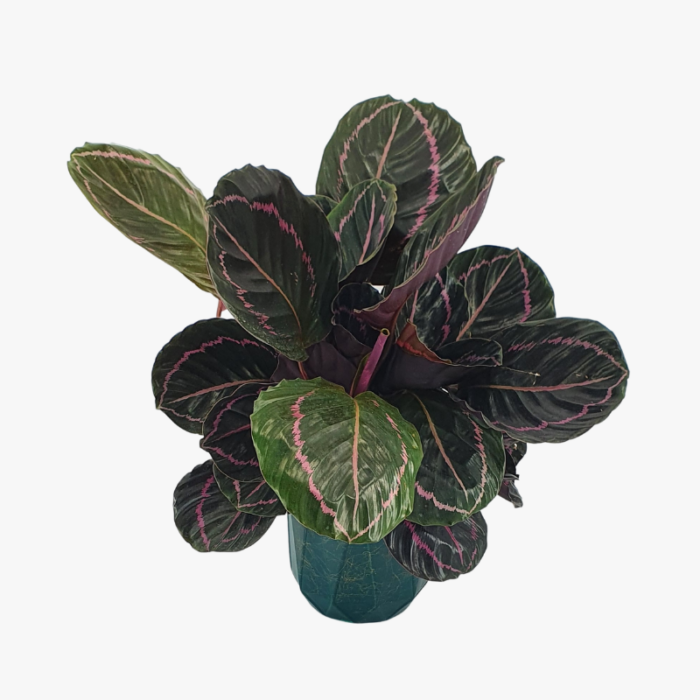 Calathea Roseopicta Dottie