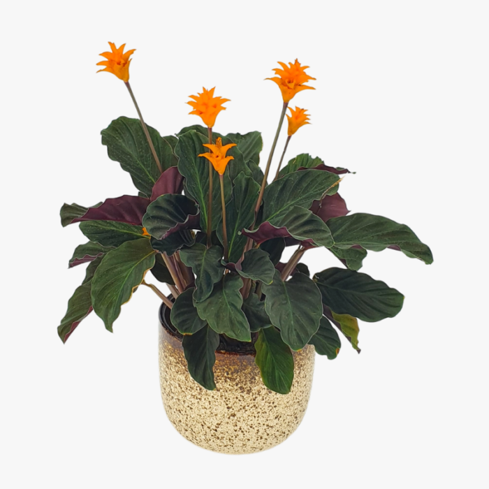 Calathea Zebrina 4