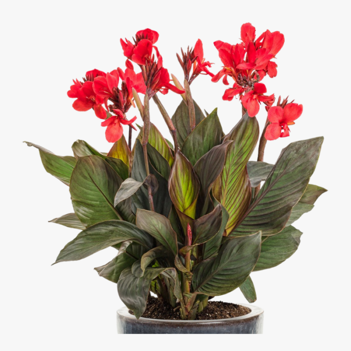 Canna Indica Red Indian Shot