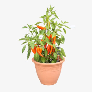 Capsicum Annuum