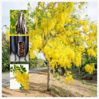 Cassia-Fistula-Plant