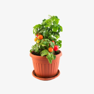 Buy-Cherry-Tomato-Plant-in-UAE