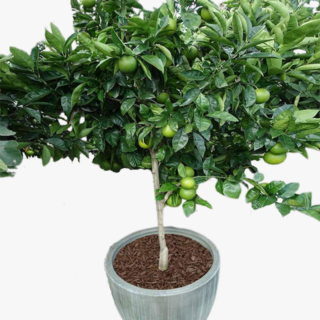 Citrus maxima Plant