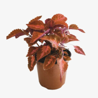 Coleus-Scutellarioides-Plant