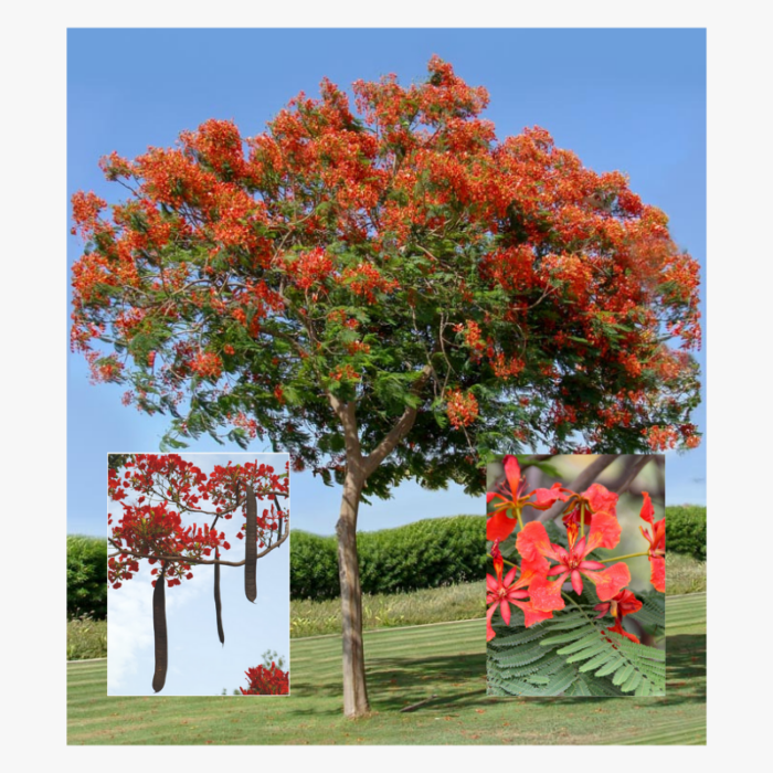 Delonix Regia 3