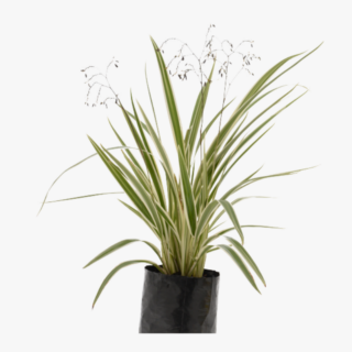 Dianella-Tasmanica-Plant