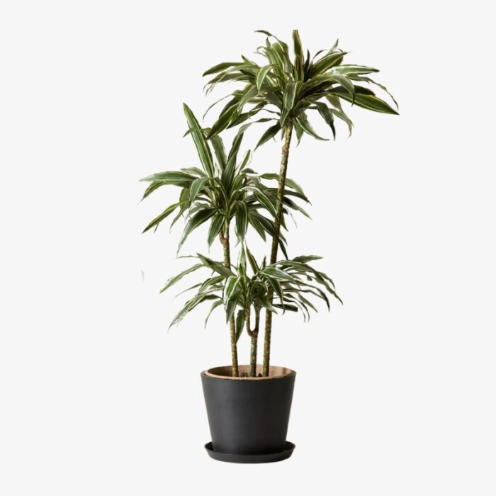 Dracaena Deremensis Warneckii