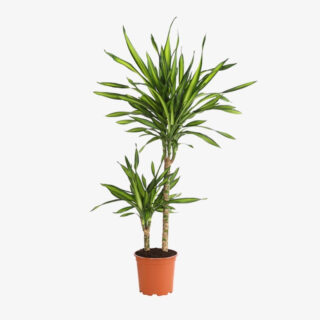 Dracaena Riki L