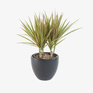 Dracaena marginata Bicolor